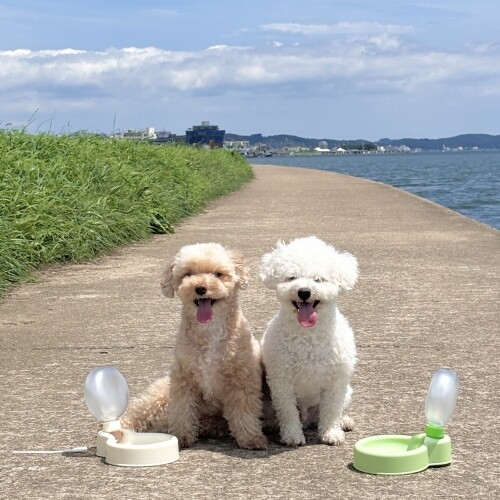 펫도매,컴팩트 물통 휴대용 산책용품